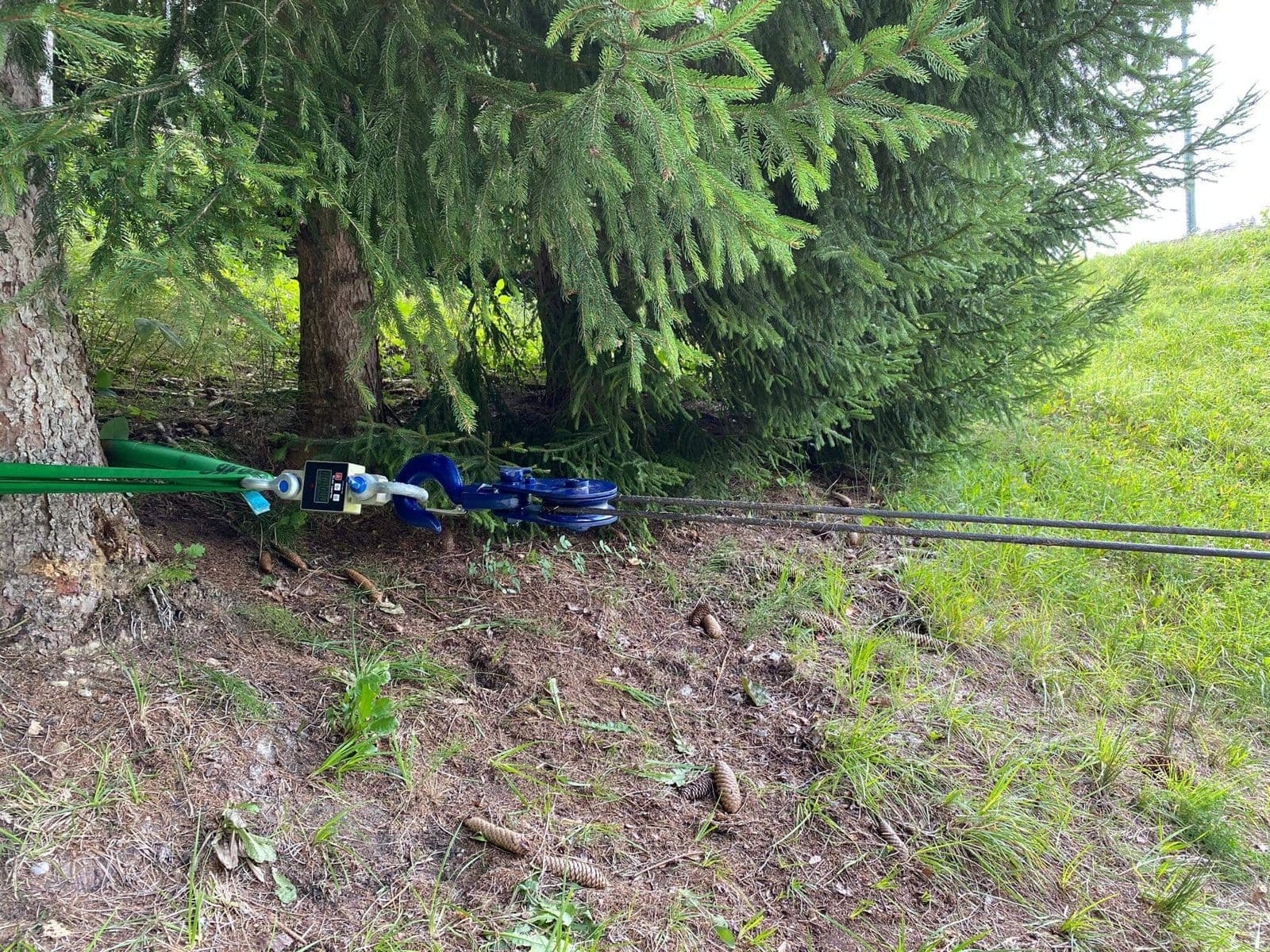 Schäkel und Seil an einem Baum als Anschlagpunkt